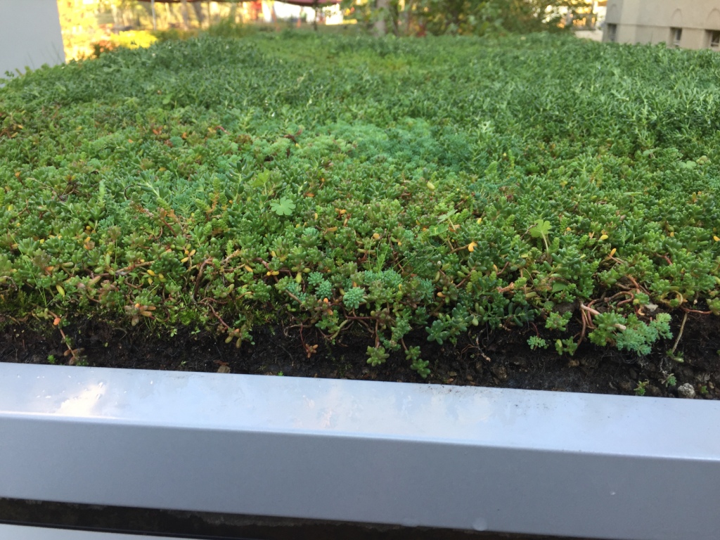 Architektonische Klarheit trifft Natur: Das moderne Gartenhaus mit Dachbegrünung