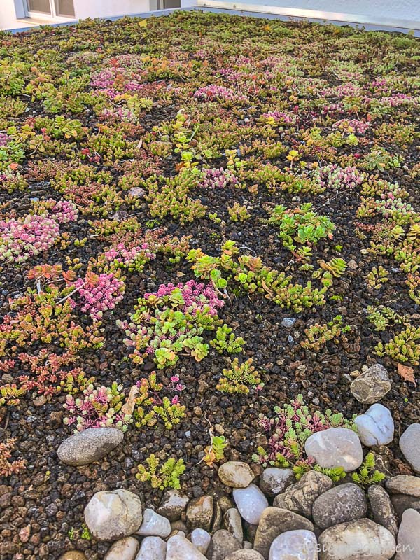 Un oasis verde en un espacio reducido: el moderno cobertizo con cubierta vegetal