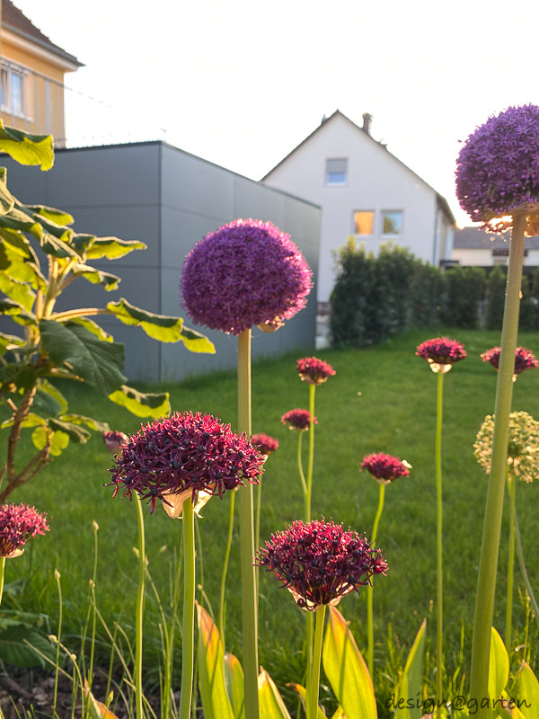 Capanno da giardino minimalista con tetto piano: l'architettura incontra lo spazio di stoccaggio